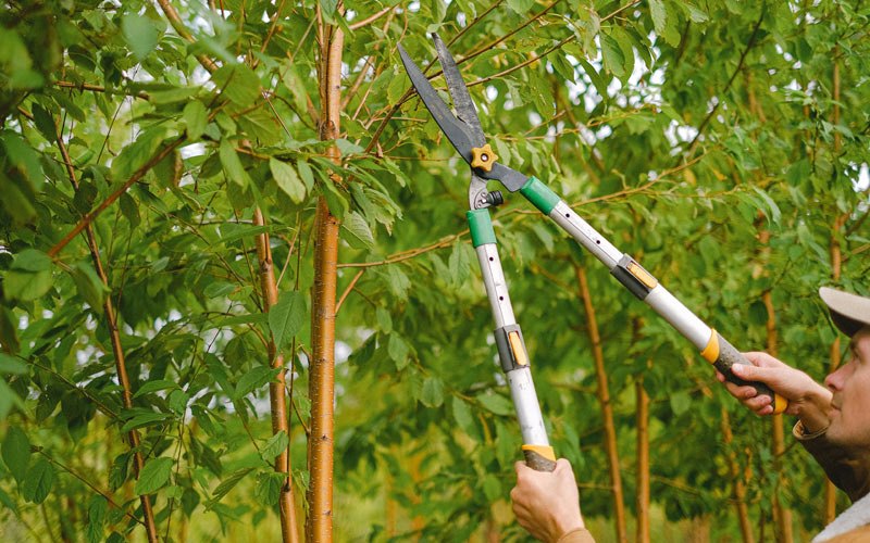 Tree trimming in Delta Junction, AK
