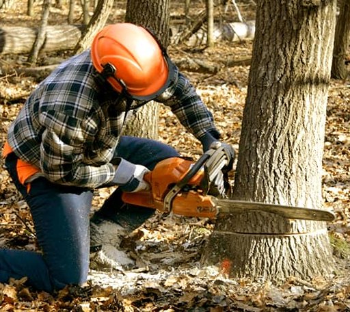Tree Removal in Delta Junction, AK